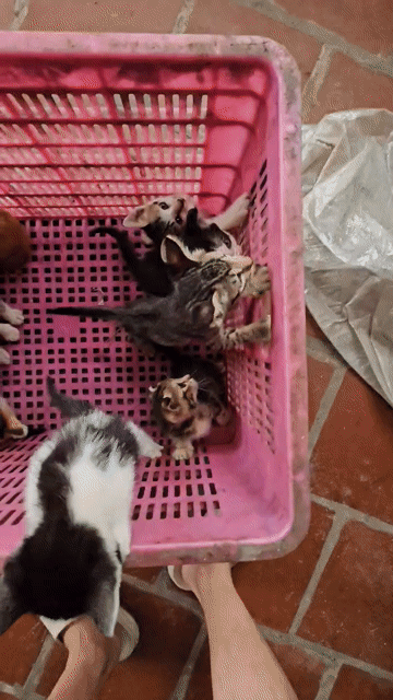 Mèo Anh lông ngắn lai ta. Mua bán Mèo tại Thị xã Từ Sơn Bắc Ninh được đăng bởi Lợi hình 1