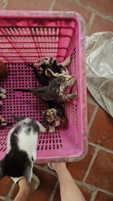 Mèo Anh lông ngắn lai ta. Mua bán Mèo tại Thị xã Từ Sơn Bắc Ninh được đăng bởi Lợi hình 1