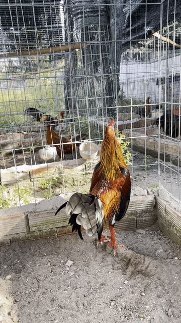 Gà Asil lai 1kg5 tay tốt lông mới. Mua bán Gà tại Huyện Củ Chi Tp Hồ Chí Minh được đăng bởi Văn Sang hình 1