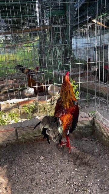 Gà Asil lai 1kg5 tay tốt lông mới. Mua bán Gà tại Huyện Củ Chi Tp Hồ Chí Minh được đăng bởi Văn Sang hình 1