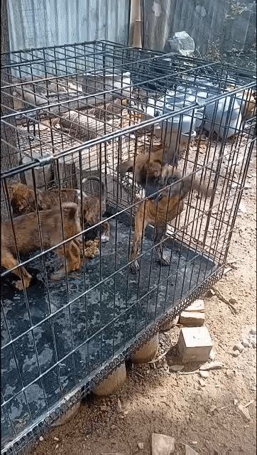 Chó Phú Quốc cái đã tiêm ngừa. Mua bán Chó tại Thành phố Thủ Đức Tp Hồ Chí Minh được đăng bởi Oanh Duong hình 1