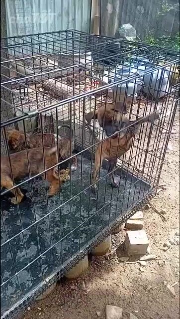 Chó Phú Quốc cái đã tiêm ngừa. Mua bán Chó tại Thành phố Thủ Đức Tp Hồ Chí Minh được đăng bởi Oanh Duong hình 1