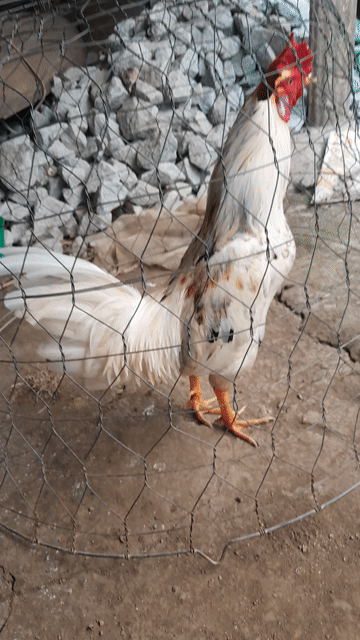 Gà chọi Trắng Đực. Mua bán Gà tại Huyện Thanh Bình Đồng Tháp được đăng bởi Tuan hình 1