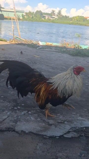 Gà tre kiểng 5.5 lạng Thốt Nốt. Mua bán Gà tại Thành phố Long Xuyên An Giang được đăng bởi Vison Maithao hình 1