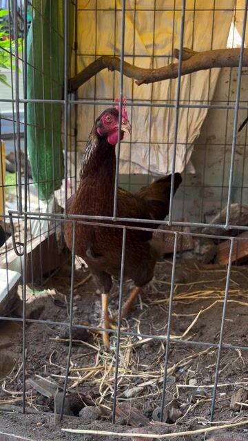 Gà con Nâu khỏe mạnh. Mua bán Gà tại Quận Bình Tân Tp Hồ Chí Minh được đăng bởi Thinh hình 1