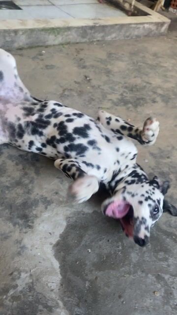 cần bán chó đốm cái 6 tháng tuổi đã tiêm đầy đủ. Mua bán Chó tại Huyện Ea Kar Đắk Lắk được đăng bởi Giàng A Sam hình 1