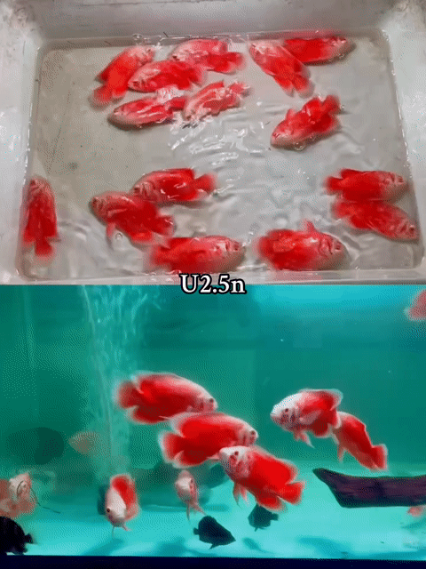 Cá Tai Tượng Châu Phi Abino full red. Mua bán Thú cưng khác tại Huyện Bình Chánh Tp Hồ Chí Minh được đăng bởi Thạch Thảo hình 1