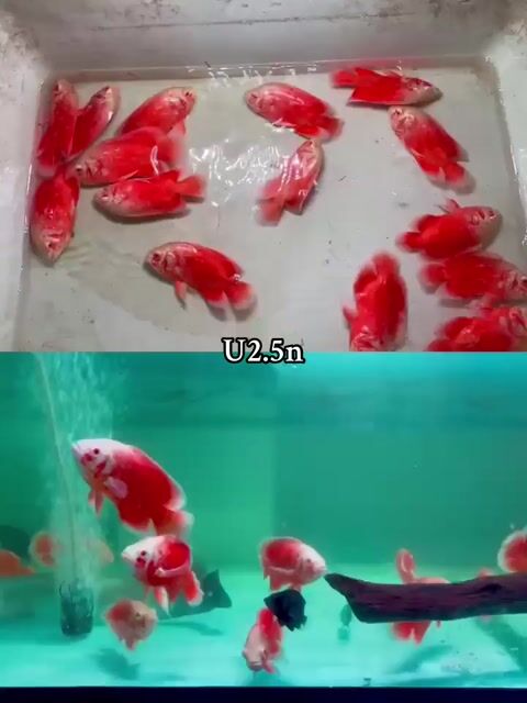 Cá Tai Tượng Châu Phi Abino full red. Mua bán Thú cưng khác tại Huyện Bình Chánh Tp Hồ Chí Minh được đăng bởi Thạch Thảo hình 1