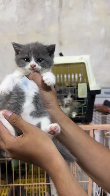 Mèo Bicolor classic cái 2 tháng. Mua bán Mèo tại Thành phố Thuận An Bình Dương được đăng bởi Nguyễn Thanh Phong hình 1