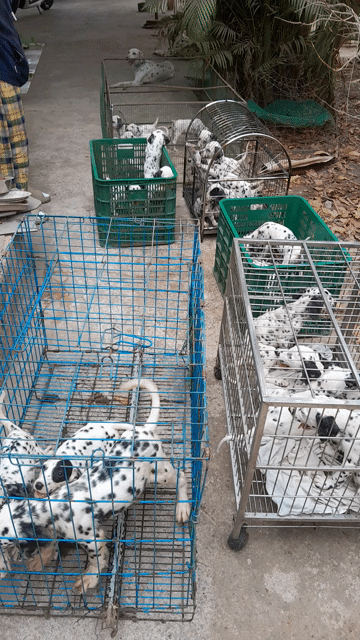 Vườn Cả đóng chó Đốm thuần chủng cao đáp ứng khách. Mua bán Chó tại Huyện Củ Chi Tp Hồ Chí Minh được đăng bởi Nguyễn Huy hình 1
