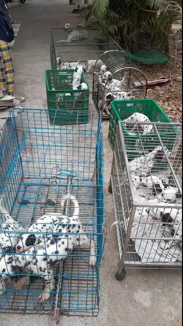 Vườn Cả đóng chó Đốm thuần chủng cao đáp ứng khách. Mua bán Chó tại Huyện Củ Chi Tp Hồ Chí Minh được đăng bởi Nguyễn Huy hình 1