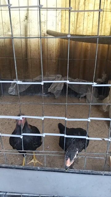 Gà tre Cuba 3 tháng tuổi. Mua bán Gà tại Quận 8 Tp Hồ Chí Minh được đăng bởi Nguyen van ngoc hình 1