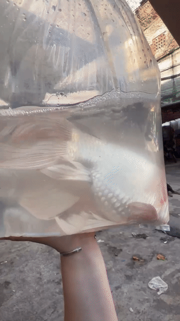 Cá chép phi tần trắng 50cm. Mua bán Thú cưng khác tại Quận 8 Tp Hồ Chí Minh được đăng bởi Úc Quỳnh hình 1