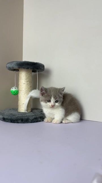 Mèo Bililac chân lùn | Trại Mèo Da-O Cần Thơ. Mua bán Mèo tại Quận Ninh Kiều Cần Thơ được đăng bởi Trần Cẩm Đào hình 1