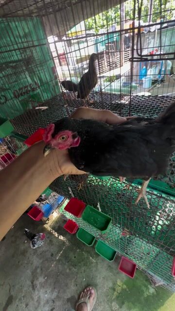 Gàl tre bắc ô. Mua bán Gà tại Huyện Cần Giuộc Long An được đăng bởi Gà tre bắc long an hình 1
