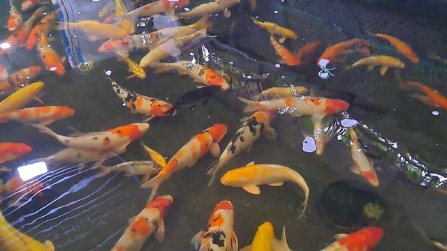 Cá Koi nhiều màu. Mua bán Thú cưng khác tại Huyện Trảng Bom Đồng Nai được đăng bởi Sơn  hình 1