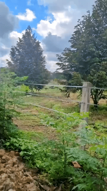 Mua bán Đất Huyện Chơn Thành Bình Phước diện tích 6000 m² giá 280 triệu