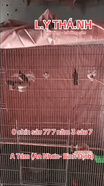 Chim chào mào non bạch-lem-bông. Mua bán Chim tại Thị xã An Nhơn Bình Định được đăng bởi Toàn Bán Xe Hãng hình 1