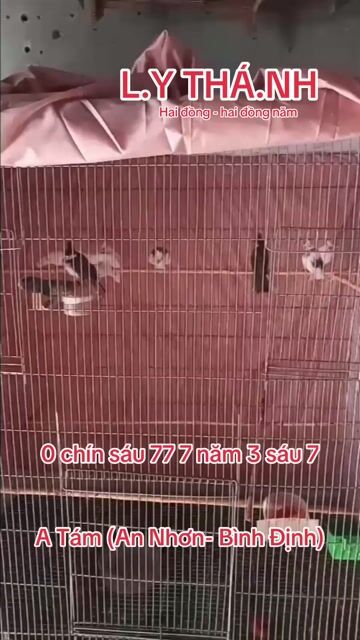 Chim chào mào non bạch-lem-bông. Mua bán Chim tại Thị xã An Nhơn Bình Định được đăng bởi Toàn Bán Xe Hãng hình 1