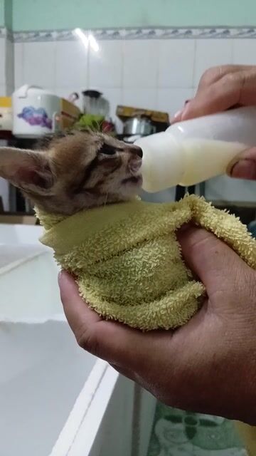 Mèo 2 tháng tuổi Tôn Đản Q4. Mua bán Mèo tại Quận 4 Tp Hồ Chí Minh được đăng bởi Teresa Le Thuy hình 1