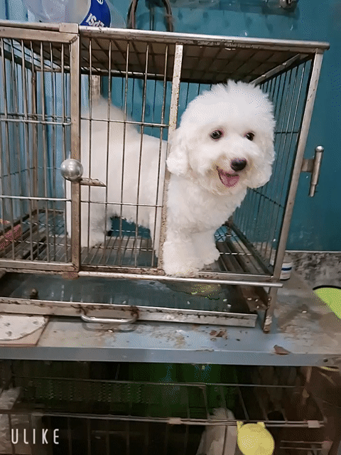  Bichon cái tơ  chưa sinh sản . Mua bán Chó tại Quận 7 Tp Hồ Chí Minh được đăng bởi tran nguyen ngoc khanh hình 1