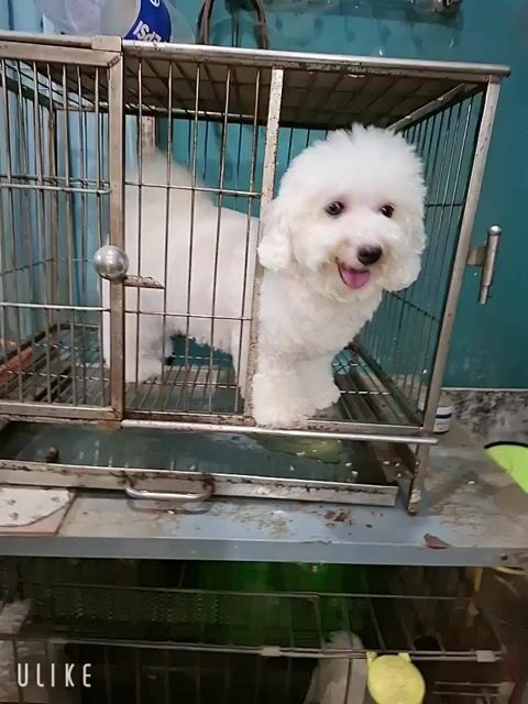  Bichon cái tơ  chưa sinh sản . Mua bán Chó tại Quận 7 Tp Hồ Chí Minh được đăng bởi tran nguyen ngoc khanh hình 1