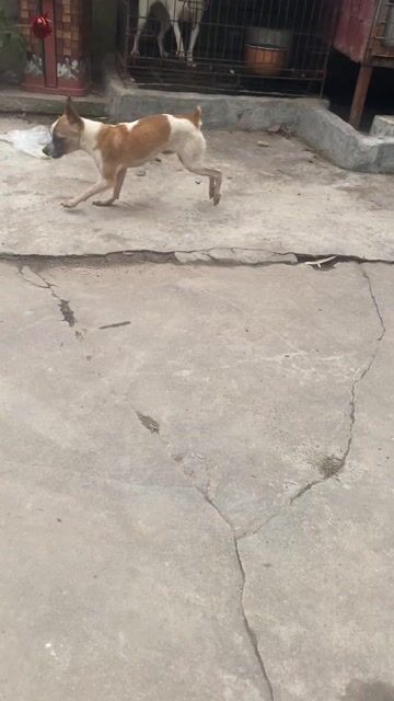 Chó Phốc Trắng Nâu. Mua bán Chó tại Huyện Hải Hậu Nam Định được đăng bởi Phuong hình 1