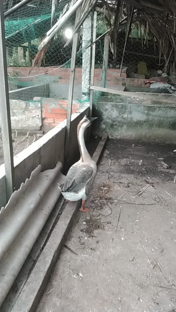Ngan xám trắng khỏe mạnh. Mua bán Thú cưng khác tại Huyện Mỏ Cày Nam Bến Tre được đăng bởi long bến tre  hình 1
