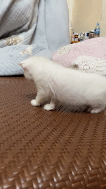 Bé mèo Anh lông ngắn màu trắng xinh xắn 🥰. Mua bán Mèo tại Quận Bắc Từ Liêm Hà Nội được đăng bởi Nguyễn hương  hình 1