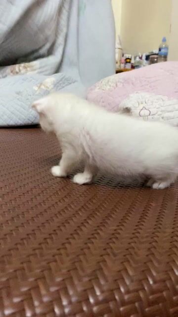 Bé mèo Anh lông ngắn màu trắng xinh xắn 🥰. Mua bán Mèo tại Quận Bắc Từ Liêm Hà Nội được đăng bởi Nguyễn hương  hình 1