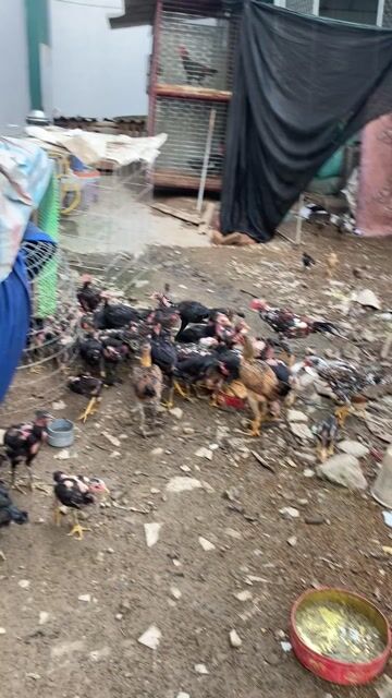 nhà nhiều quá bán bớt. Mua bán Gà tại Huyện Chương Mỹ Hà Nội được đăng bởi Đỗ Duy Thanh hình 1