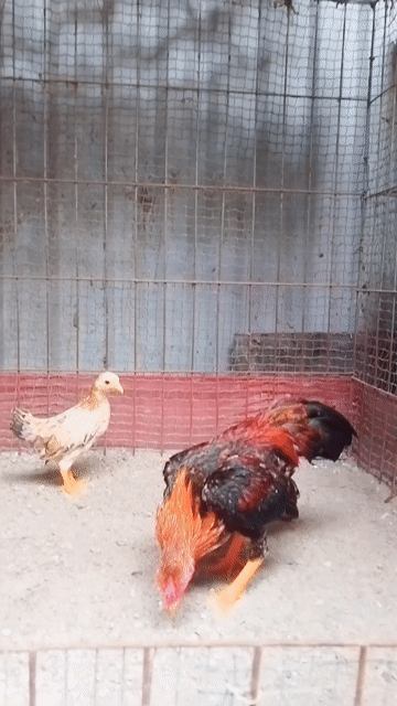 Đôi gà tre bắc cộc tít nhỏ nhắn . Mua bán Gà tại Huyện Đông Anh Hà Nội được đăng bởi Trại Gà Tre Gà Chọi Hà Nội hình 1