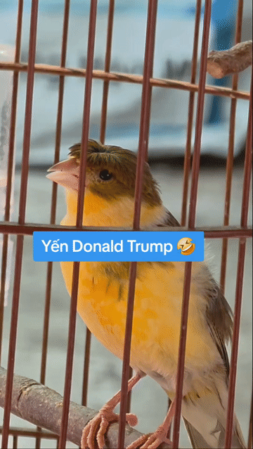 Chim Yến đầu bông cúc siêng hót. Mua bán Chim tại Quận Gò Vấp Tp Hồ Chí Minh được đăng bởi Tưởng Họa Mi  hình 1