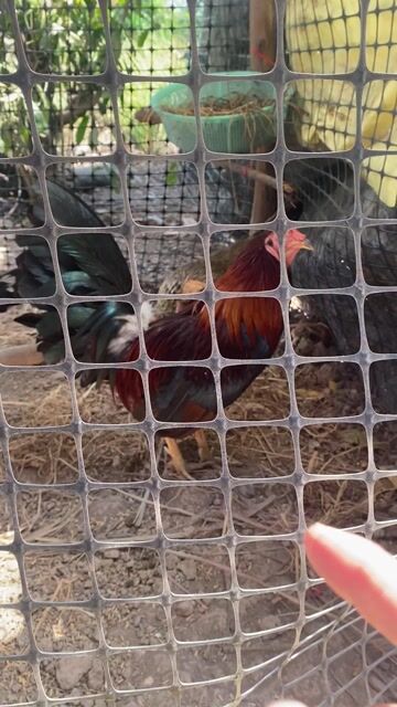 bộ nọc 2tr thu lại gà con. Mua bán Gà tại Quận Bình Tân Tp Hồ Chí Minh được đăng bởi Trọng 63Shop hình 1