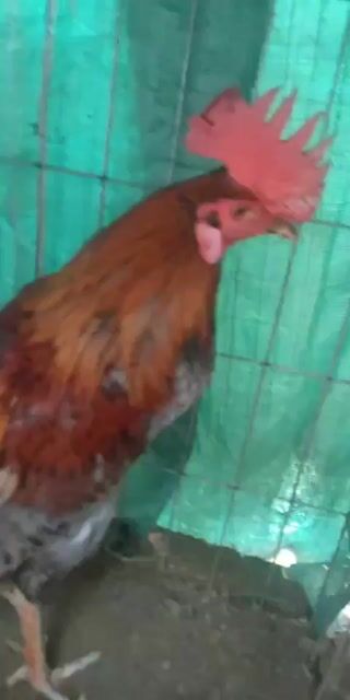 Gà chọi Xám Đực 2k2. Mua bán Gà tại Quận 4 Tp Hồ Chí Minh được đăng bởi nguyễn bảo hình 1