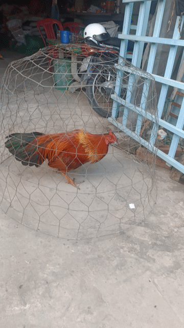 phèn chân xanh 3k1 tay cục. Mua bán Gà tại Huyện Phú Tân An Giang được đăng bởi Vủ kê hình 1