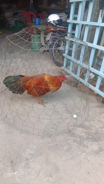 phèn chân xanh 3k1 tay cục. Mua bán Gà tại Huyện Phú Tân An Giang được đăng bởi Vủ kê hình 1