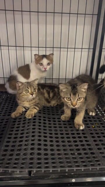 🌟Tìm Sen Cho 4 Bé Mèo Aln Ngoan Xinh Yêu. Mua bán Mèo tại Quận Hai Bà Trưng Hà Nội được đăng bởi Family Pet Shop hình 1