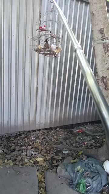  chào mào mái tập bẩy . Mua bán Chim tại Quận Tân Phú Tp Hồ Chí Minh được đăng bởi a ba hình 1