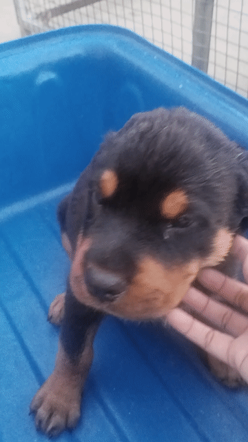 Chó Rottweiler cai. Mua bán Chó tại Huyện Củ Chi Tp Hồ Chí Minh được đăng bởi thuy tran hình 1