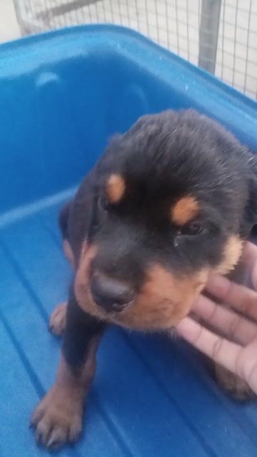 Chó Rottweiler cai. Mua bán Chó tại Huyện Củ Chi Tp Hồ Chí Minh được đăng bởi thuy tran hình 1