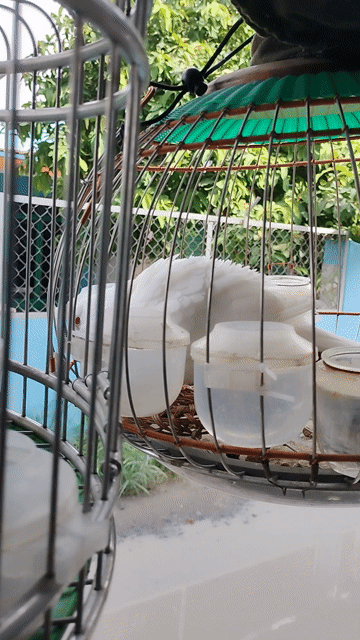 Chim cu gáy trắng mắt Đỏ. Mua bán Chim tại Huyện Bình Chánh Tp Hồ Chí Minh được đăng bởi chim cu gáy  hình 1