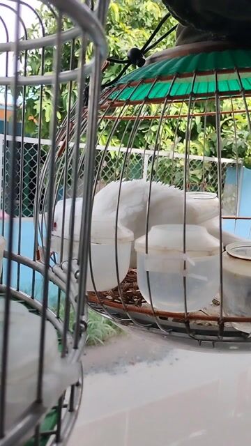 Chim cu gáy trắng mắt Đỏ. Mua bán Chim tại Huyện Bình Chánh Tp Hồ Chí Minh được đăng bởi chim cu gáy  hình 1