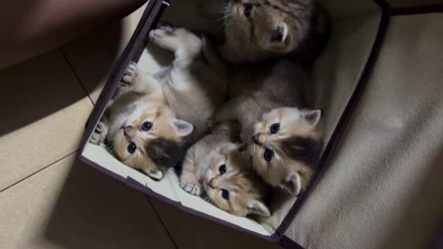 Mèo Anh lông ngắn Golden mèo con. Mua bán Mèo tại Quận 3 Tp Hồ Chí Minh được đăng bởi Võ Phương Uyên hình 1