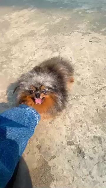 Bé Phốc Sóc cái màu Blue Merle Tan hơn 2 tuổi. Mua bán Chó tại Quận 7 Tp Hồ Chí Minh được đăng bởi Thủy Xuyến Nhi hình 1