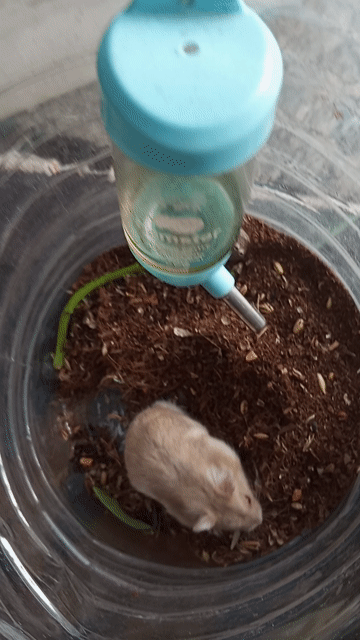 Chuột Hamster WW dực Cái. Mua bán Thú cưng khác tại Quận Bình Tân Tp Hồ Chí Minh được đăng bởi cửa hàng minh trí hình 1