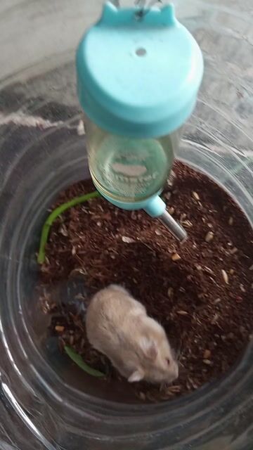 Chuột Hamster WW dực Cái. Mua bán Thú cưng khác tại Quận Bình Tân Tp Hồ Chí Minh được đăng bởi cửa hàng minh trí hình 1