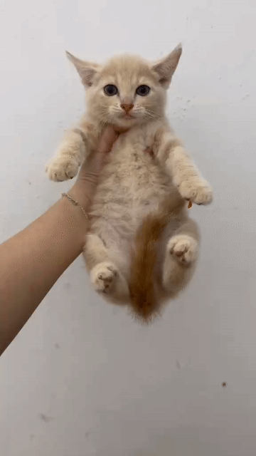 Mèo Anh lông ngắn Tabby Xám. Mua bán Mèo tại Thị xã Từ Sơn Bắc Ninh được đăng bởi minh nguyễn bình hình 1