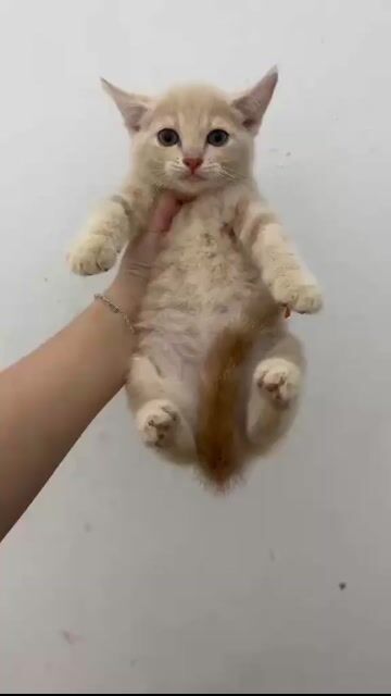 Mèo Anh lông ngắn Tabby Xám. Mua bán Mèo tại Thị xã Từ Sơn Bắc Ninh được đăng bởi minh nguyễn bình hình 1