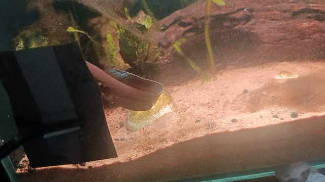 Cá cảnh Andrao size 9-10. Mua bán Thú cưng khác tại Thành phố Vĩnh Long Vĩnh Long được đăng bởi Thai Le hình 1